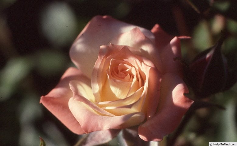 'Baby Katie ™' rose photo