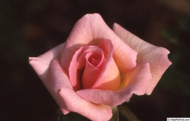 'Mother's Love (miniature, Bennett, 1989)' rose photo