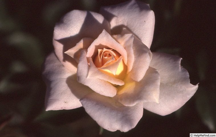 'Tiffie' rose photo