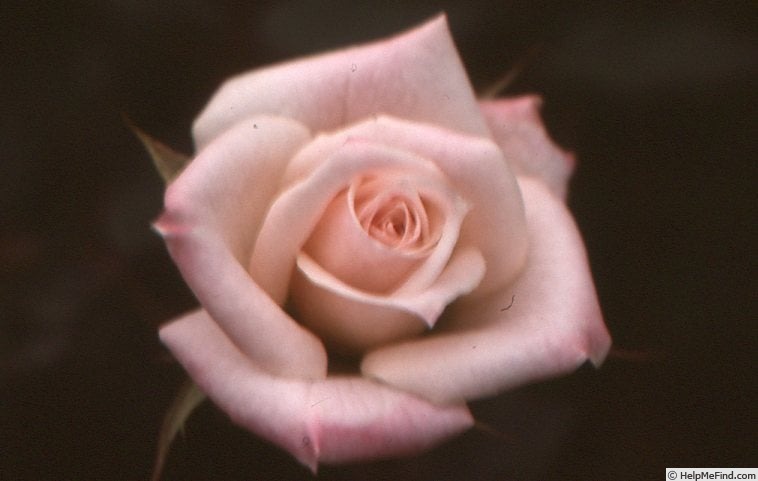 'Whimsical' rose photo