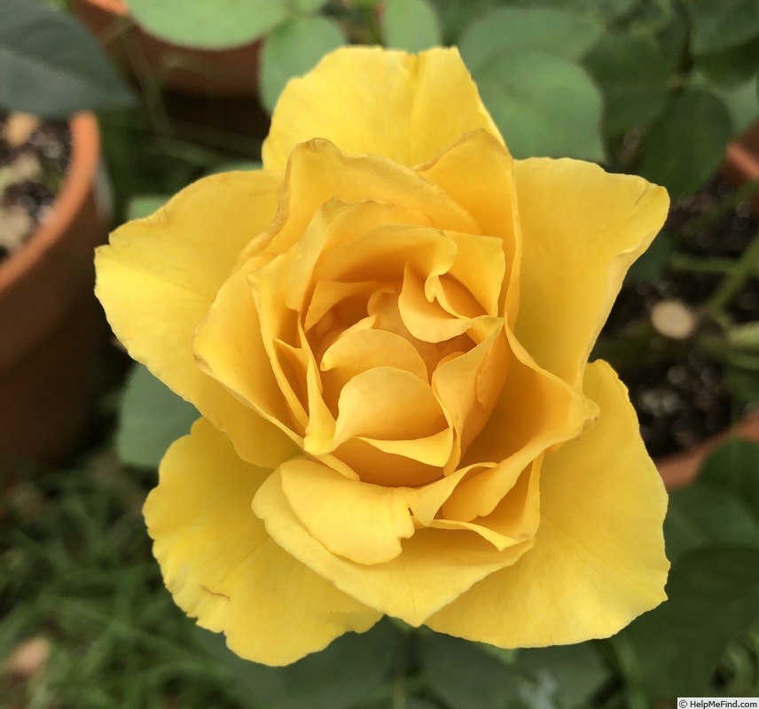 'Alex's Lemonade Stand' rose photo