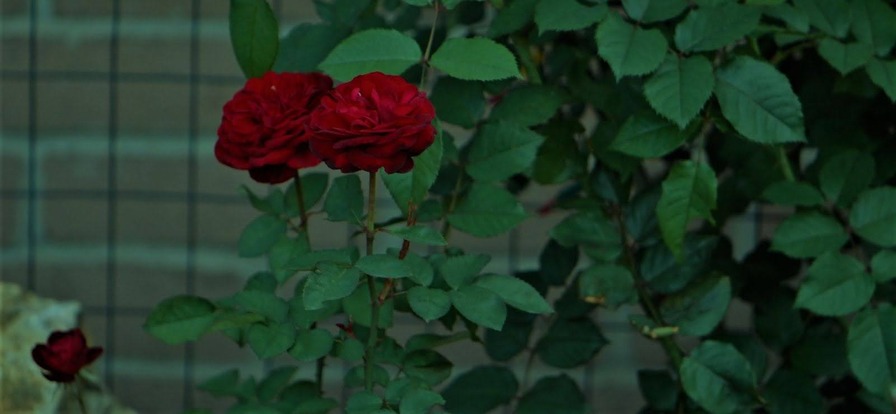 'Bardwell 18S01' rose photo