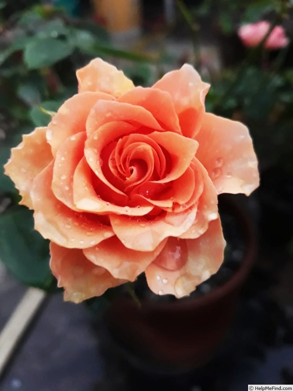'Sayantan' rose photo