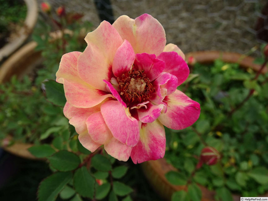 'Persian Sunset ™' rose photo