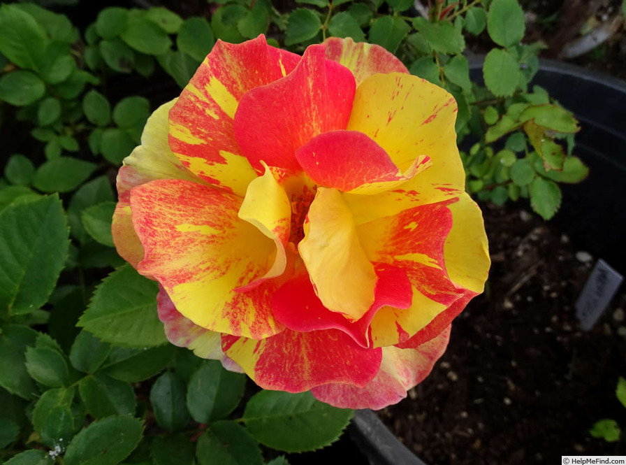 'Rose des Cisterciens ®' rose photo