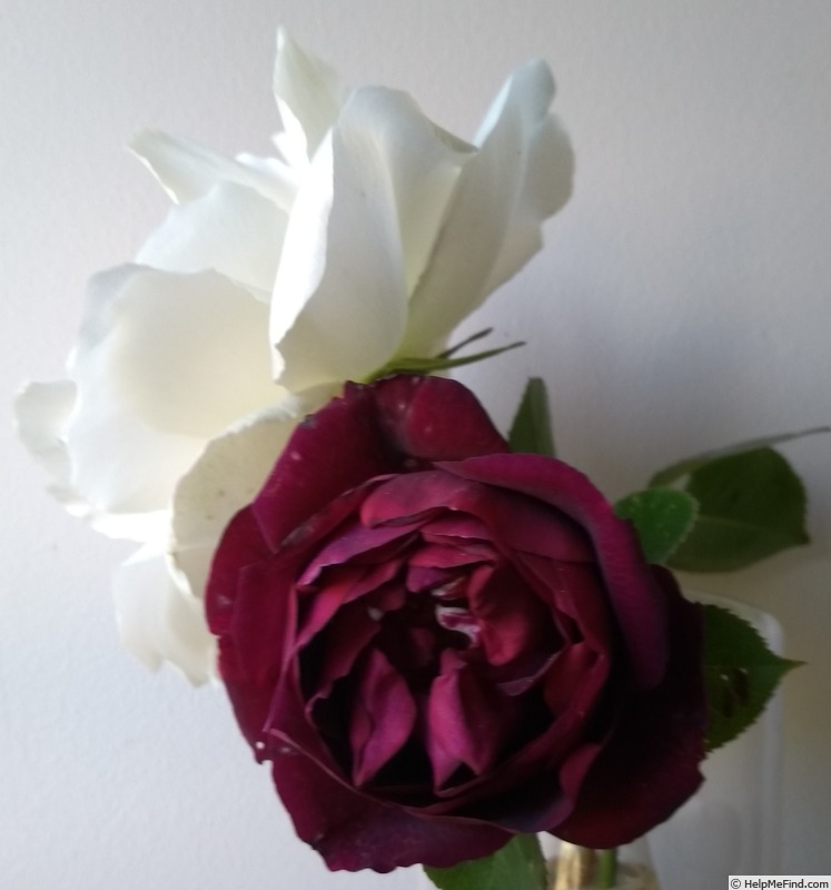 'Sénégal (Cl. Hybrid Tea, Mallerin, 1944)' rose photo