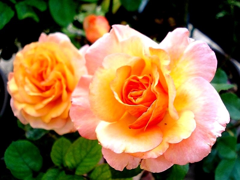 'Soledad ®' rose photo