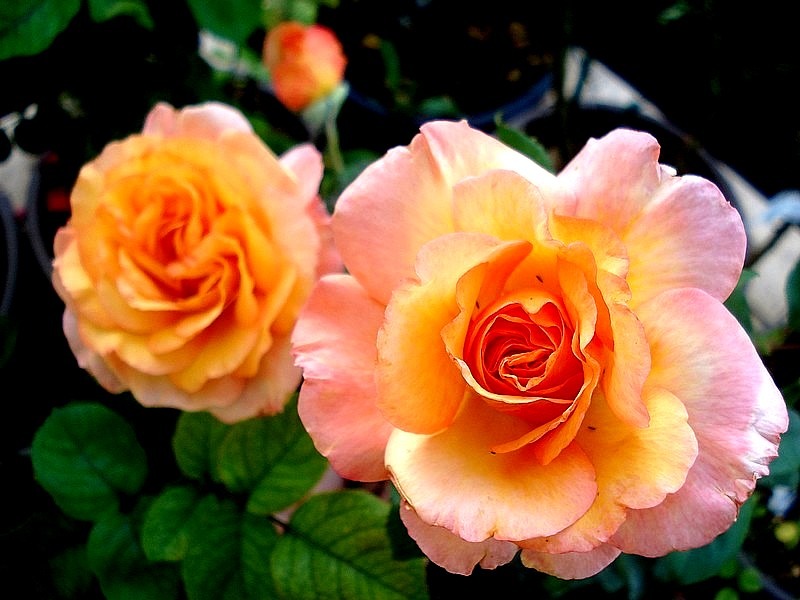 'Soledad ®' rose photo