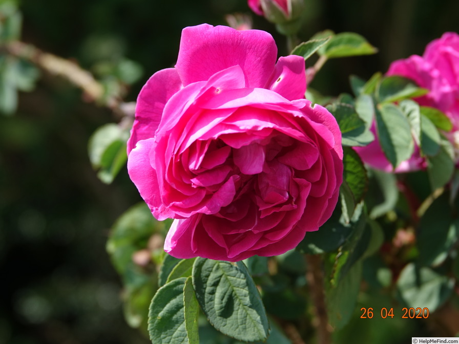 'Parfum de l'Hay' rose photo