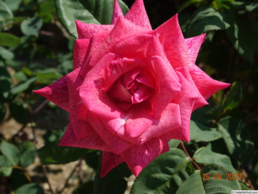 'Pierre Cardin ®' rose photo