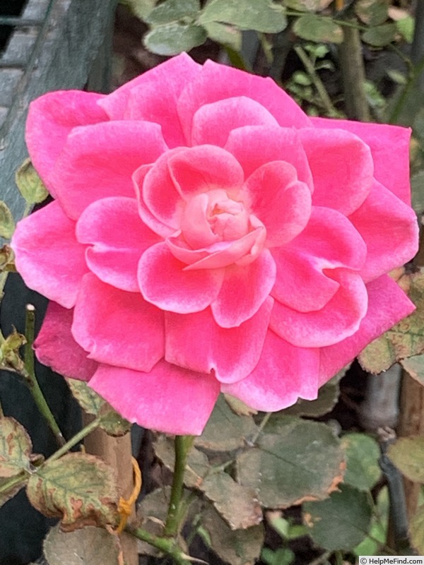 'Chantal’s Kolam' rose photo