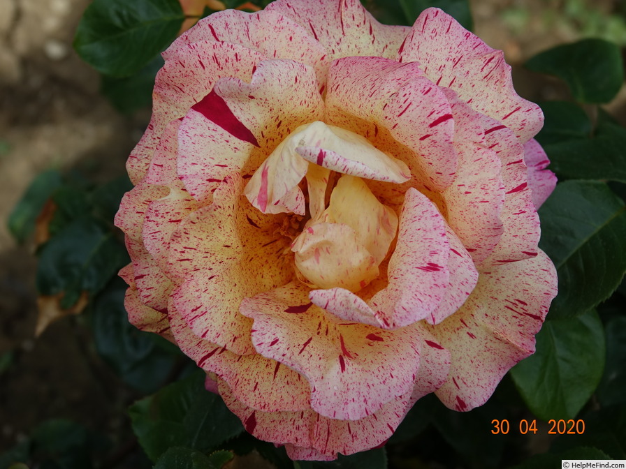 'Kristov Jubilej 2000' rose photo