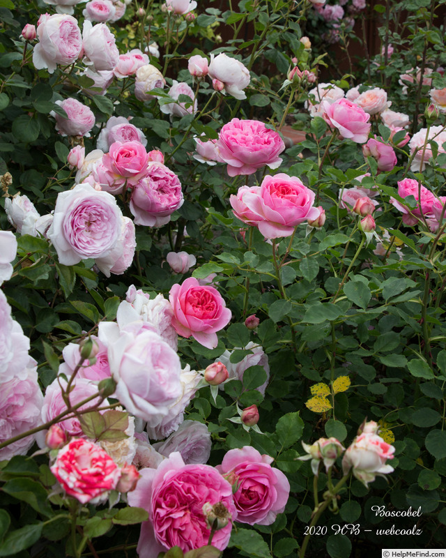 'Boscobel ® (shrub, Austin 2012)' rose photo