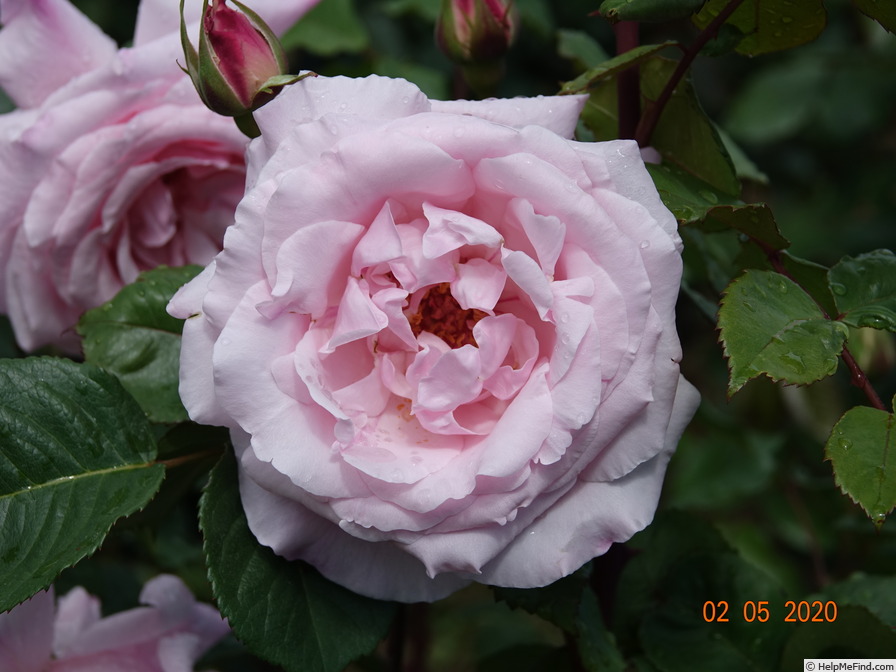 'Anna Pavlova (hybrid tea, Beales, 1981)' rose photo