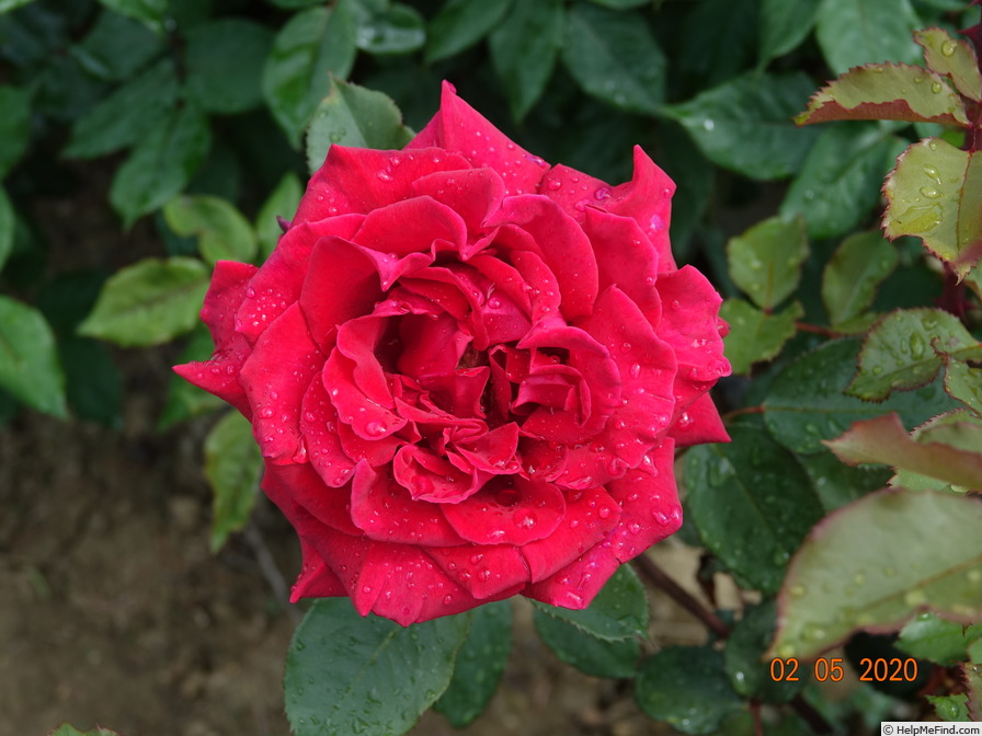 'Velvet Fragrance (Hybrid Tea, Fryer before 1985)' rose photo