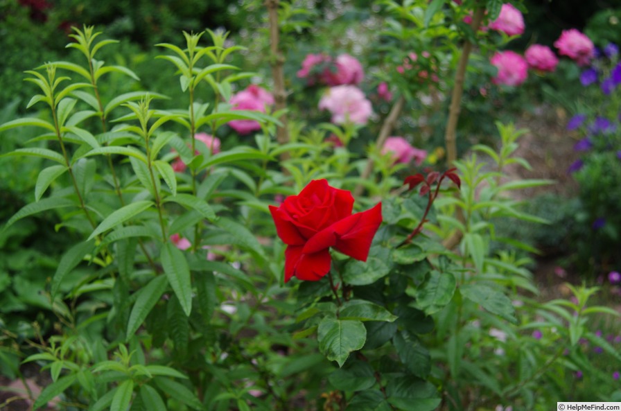 'Rob Roy ®' rose photo