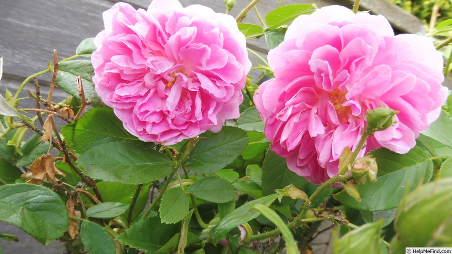 'Harlow Carr ™ (shrub, Austin before 2004)' rose photo