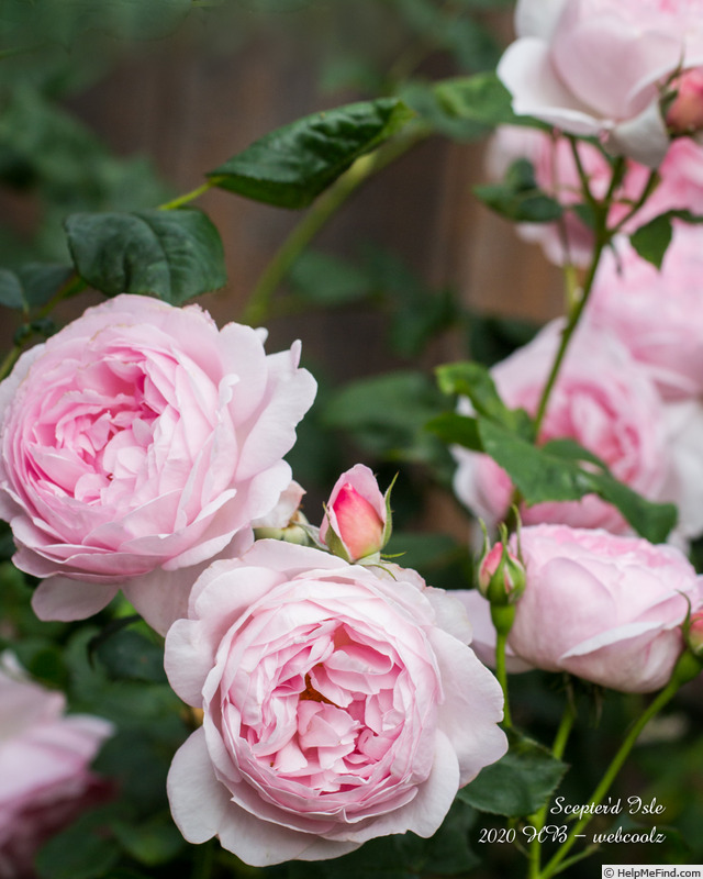 'Scepter'd Isle ®' rose photo