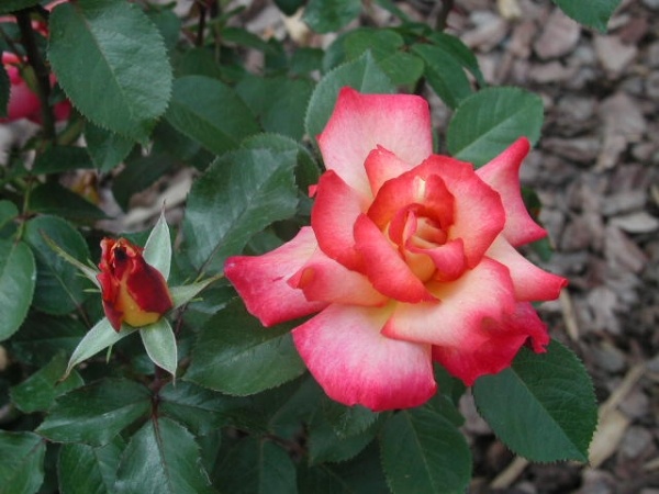 'Wilson Rose Garden'  photo