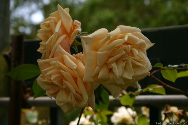 'Madame Bérard' rose photo