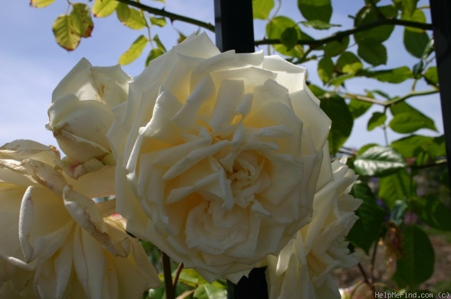 'Kaiserin Auguste Viktoria, Cl.' rose photo