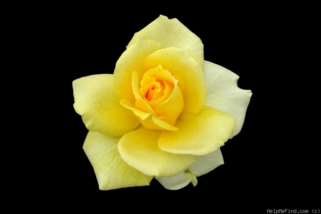 'Aperitif ® (hybrid tea, McGredy 1988)' rose photo