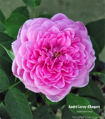 'André Leroy' rose photo