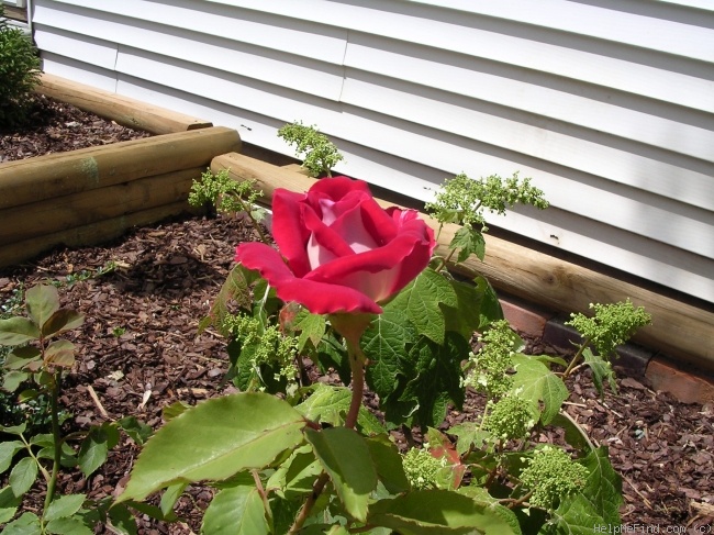 'Snowfire' rose photo