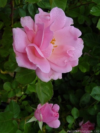 'Amiga Mia' rose photo
