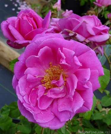 'Buckaroo' rose photo