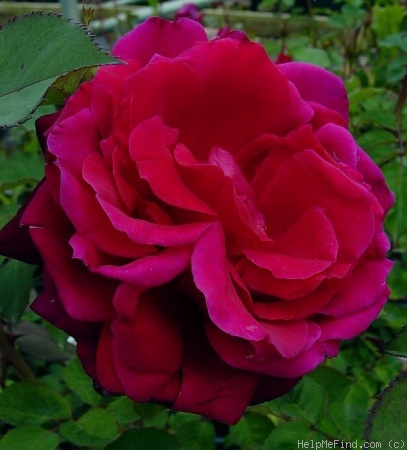 'Queen Bee (shrub, Buck, 1984)' rose photo