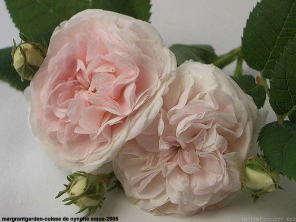 'Cuisse de Nymphe Émue' rose photo
