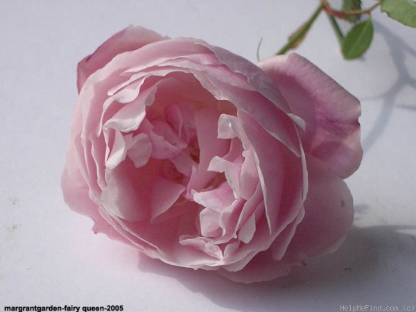 'Fairy Queen (floribunda, Williams, 1971)' rose photo
