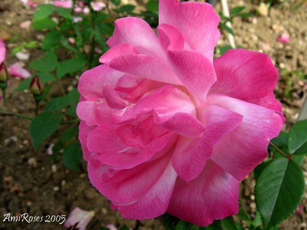 'Common China' rose photo