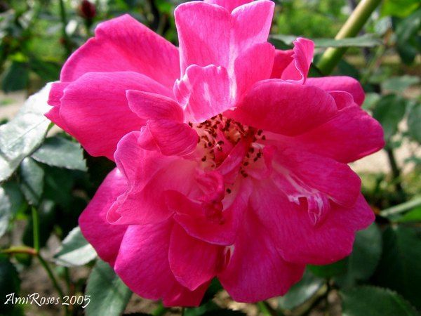 'Bengale Cerise' rose photo