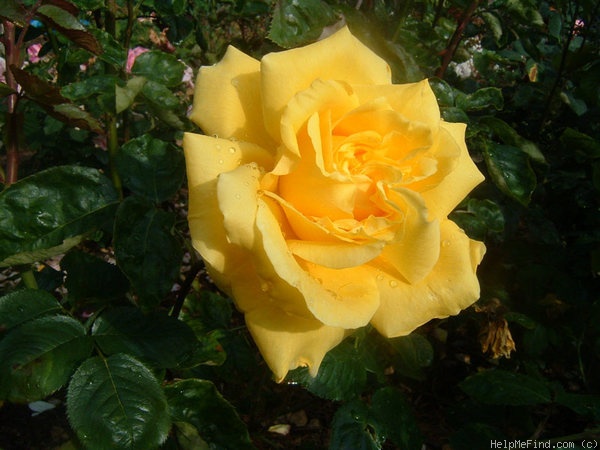 'Gina Lollobrigida ®' rose photo
