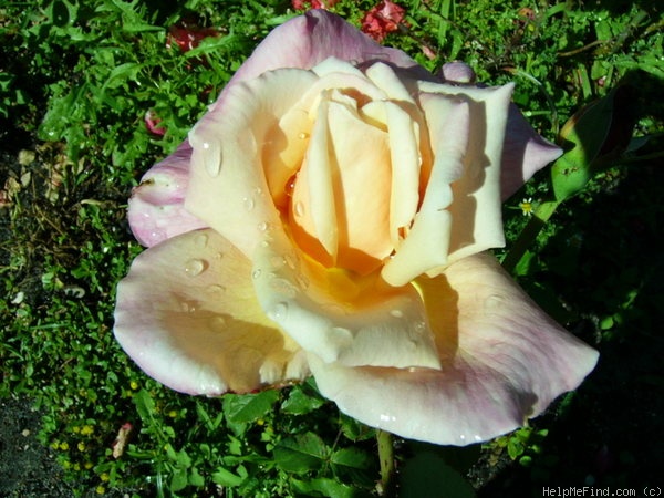 'President Hoover' rose photo