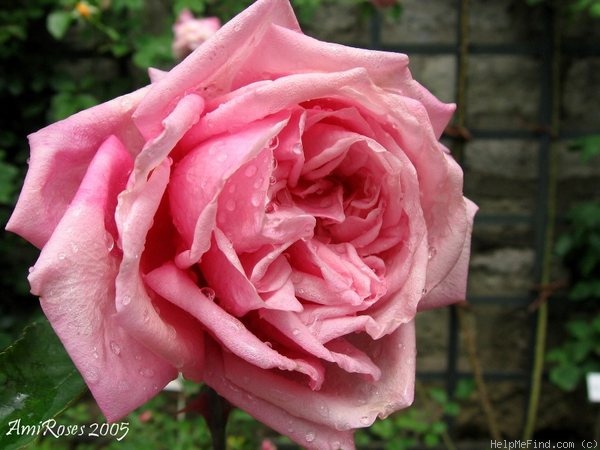 'Marie d'Orléans (Tea, Nabonnand, 1883)' rose photo