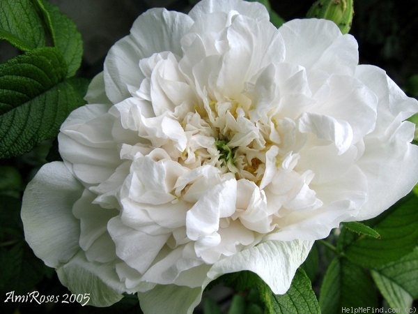 'Souvenir de Philémon Cochet' rose photo