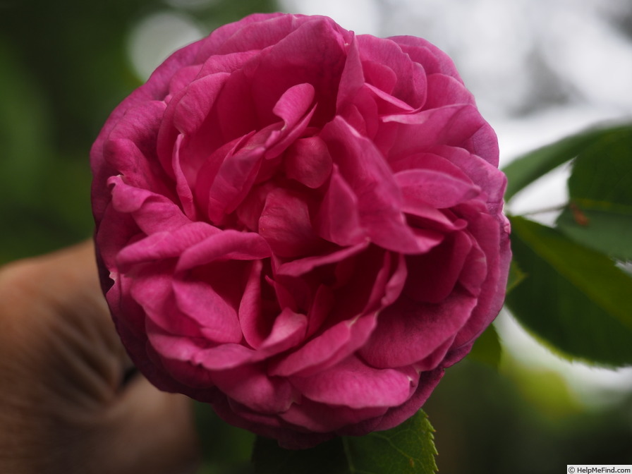 'Futtaker Schlingrose' rose photo