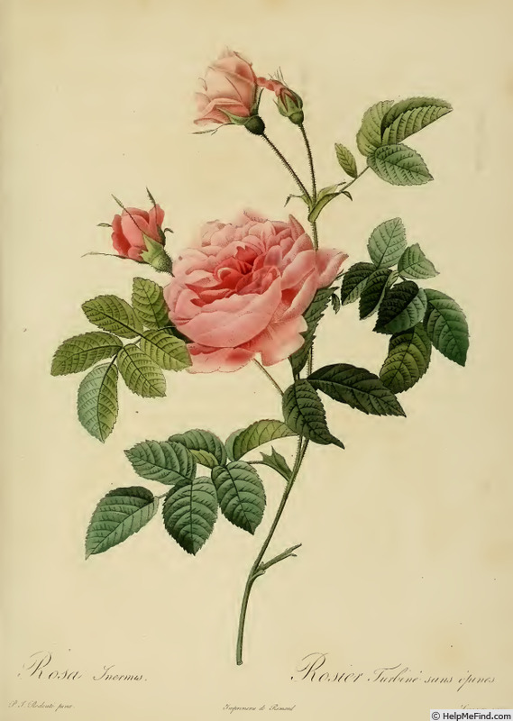 '<i>Rosa inermis</i> Dupont' rose photo