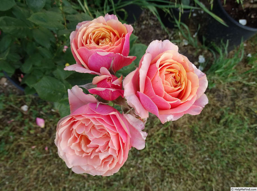 'State of Grace' rose photo