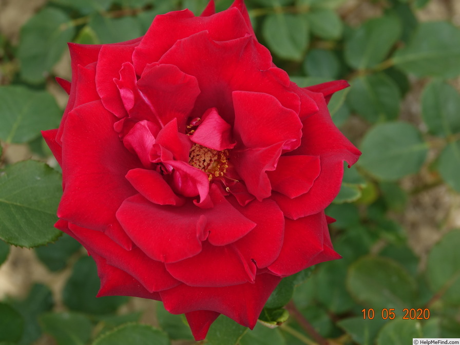 'Perfectly Red ™' rose photo