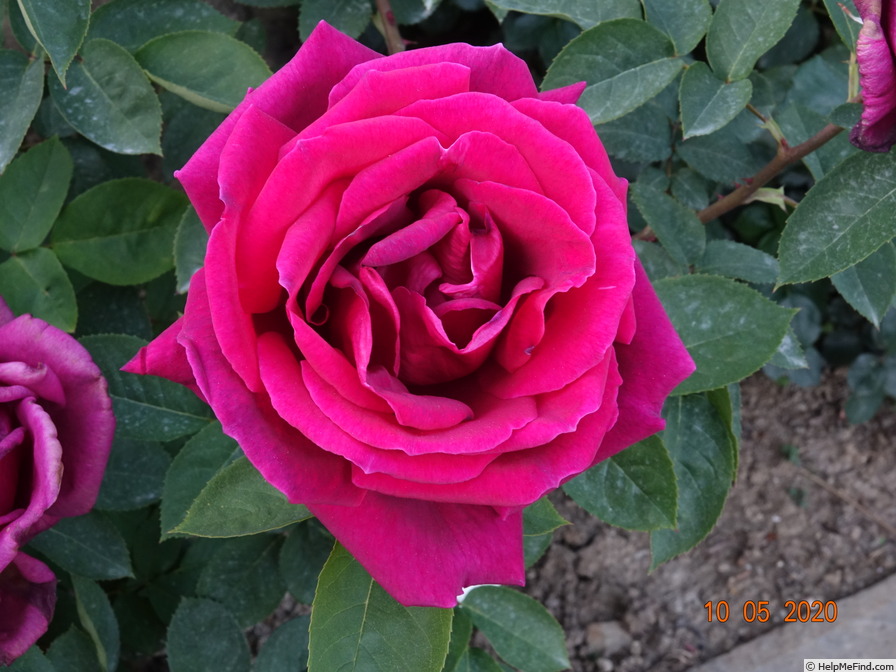 'Ilona (hybrid tea, Verbeek, 1973)' rose photo