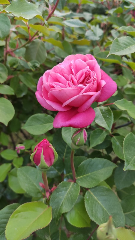 'Archiduc Joseph' rose photo
