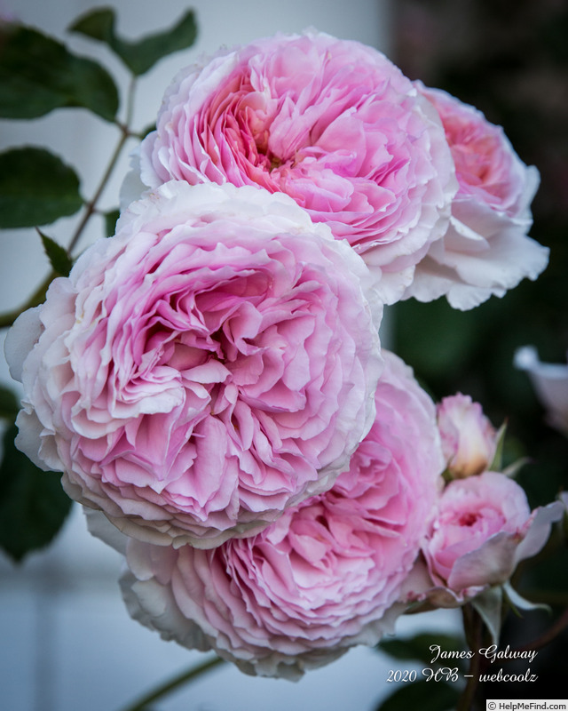 'James Galway' rose photo