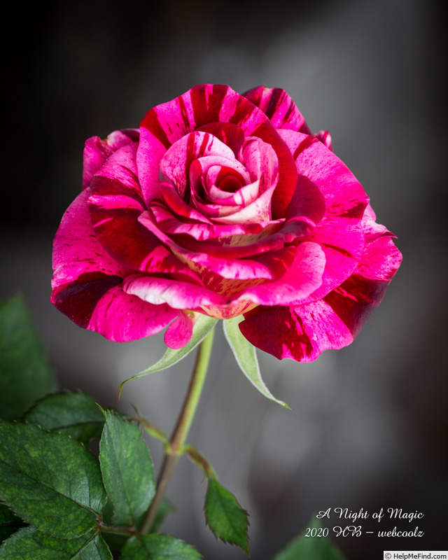 'A Night of Magic' rose photo