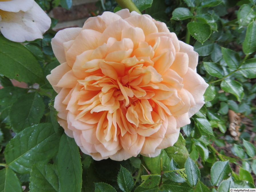 'Grace ® ™ (English Rose, Austin 2001)' rose photo