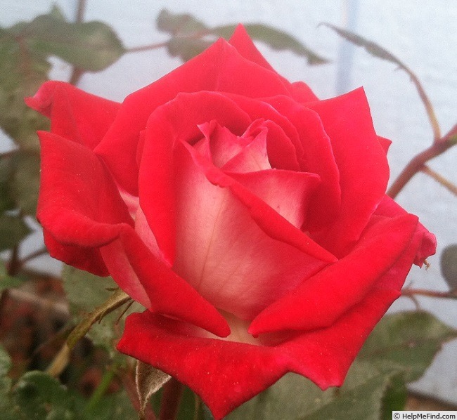 'Snow Ruby' rose photo