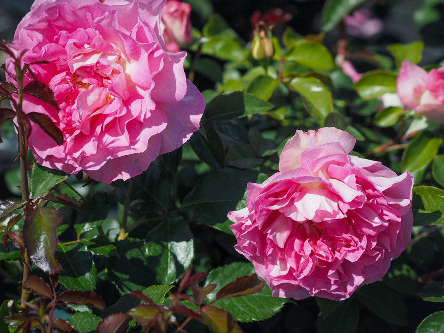 'Bornéo Odore ®' rose photo